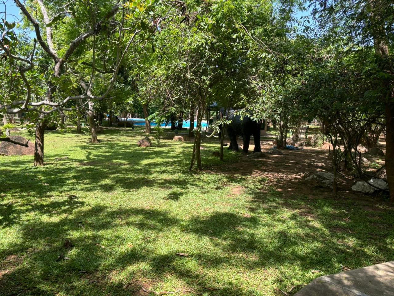 Hotel Elephant Reach Yala Extérieur photo